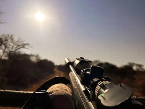 Cape buffalo