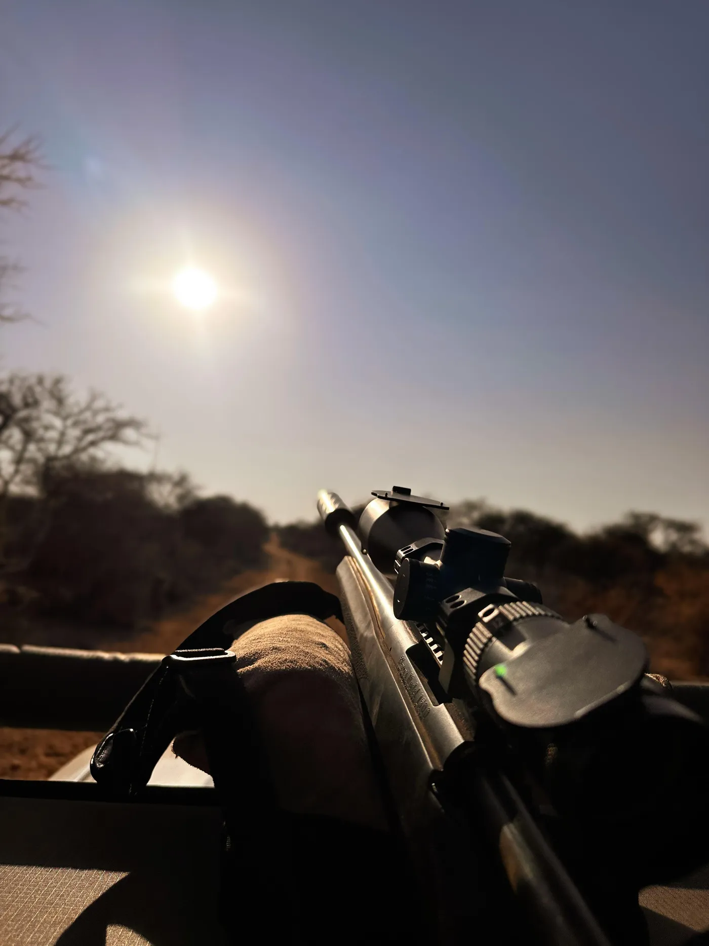 Cape buffalo