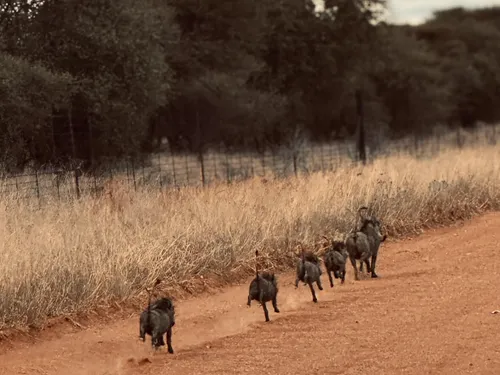 Warthogs running