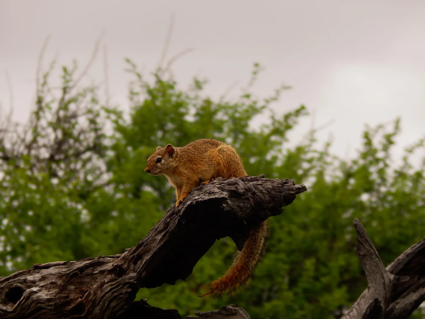 Tree squirrel