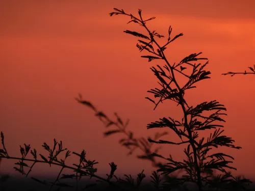 African sunset