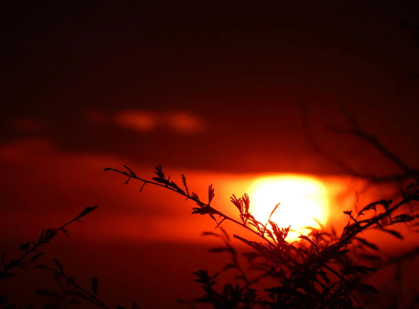 Silhouetted branches at sunset