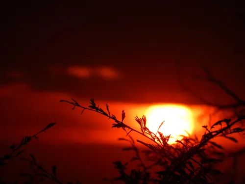 Silhouetted branches at sunset
