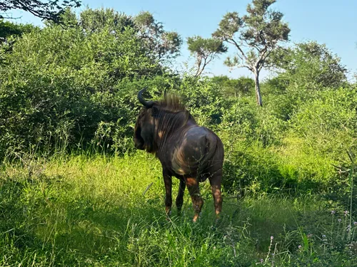 Blue wildebeest
