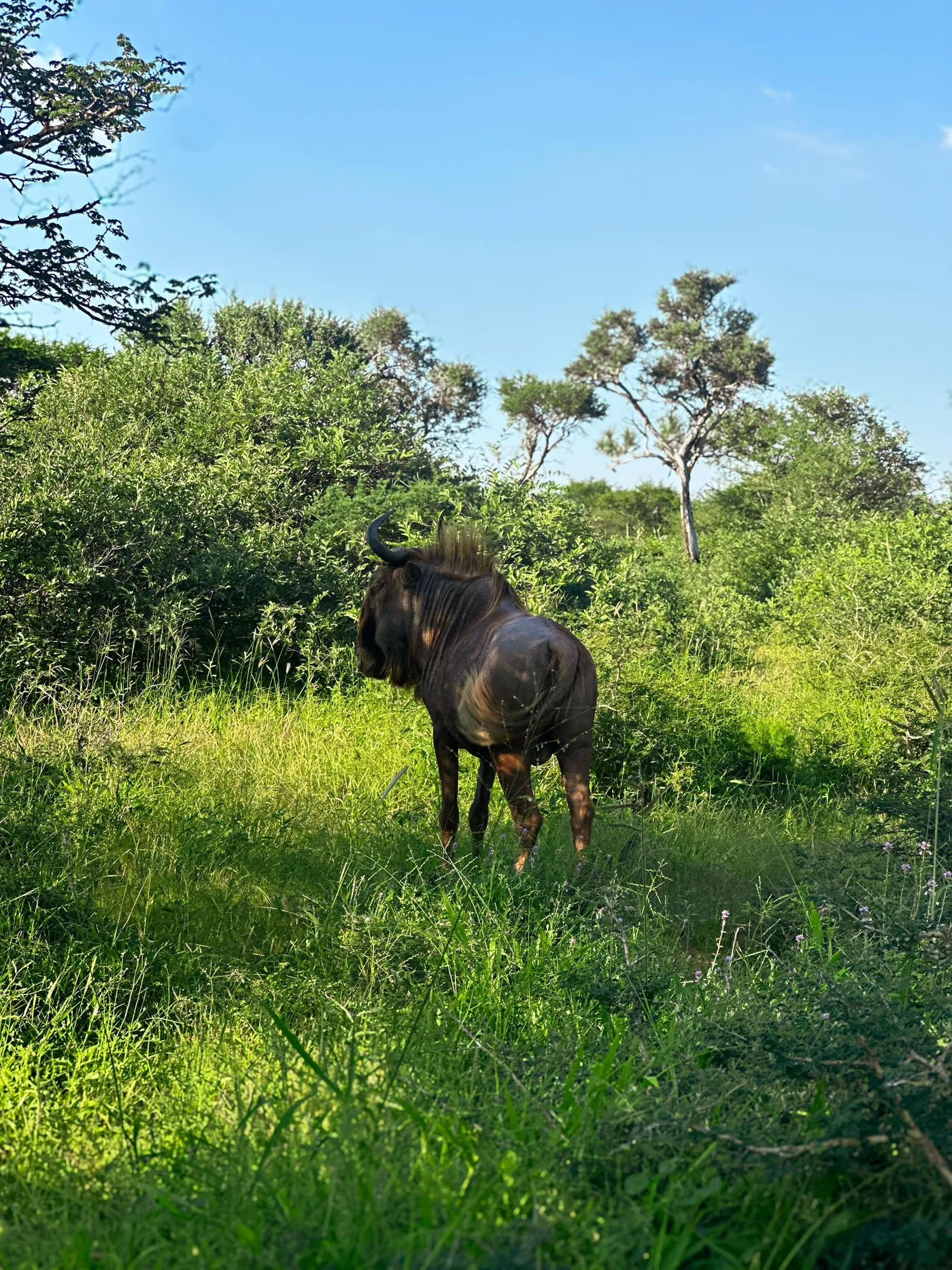 Blue wildebeest