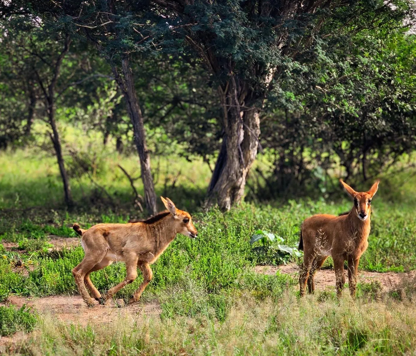 Sable antelope