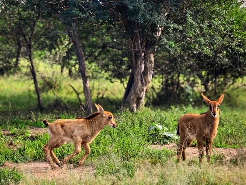Sable antelope