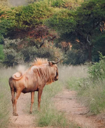Springbok