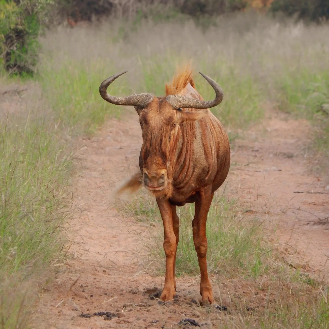 Waterbuck at the waterhole