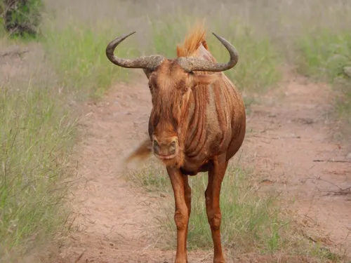 Waterbuck at the waterhole