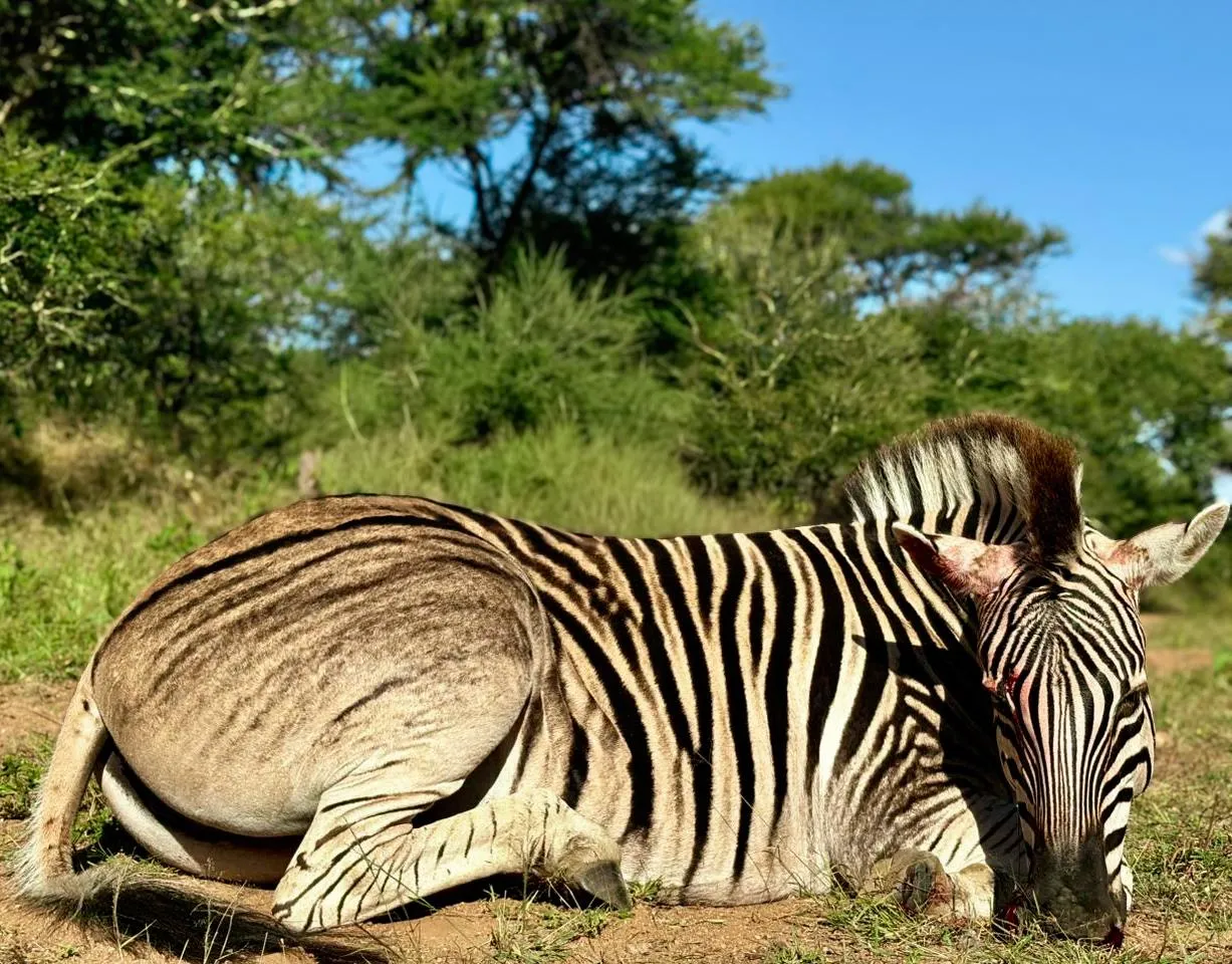 Zebra hunt