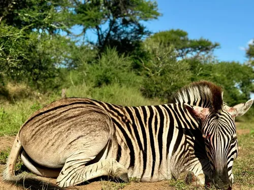 Zebra hunt