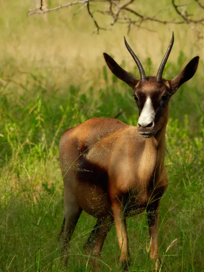Springbok