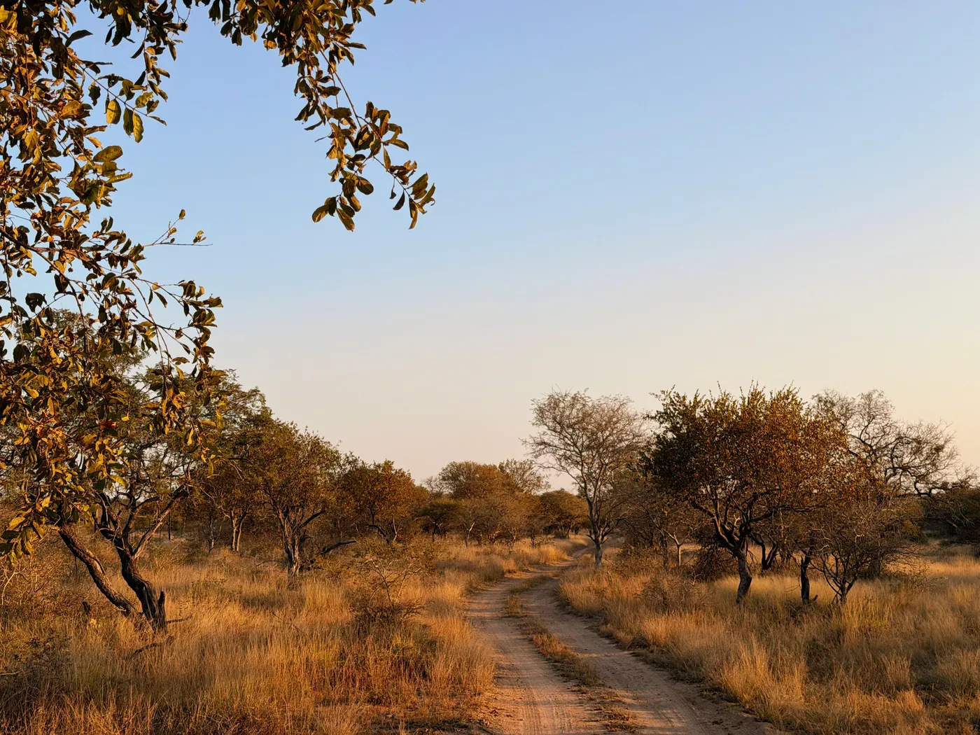 Bush road at sunset
