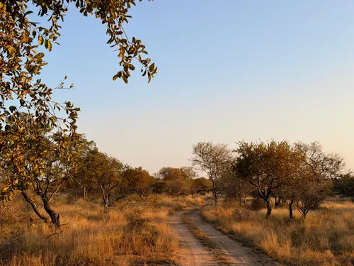 Bush road at sunset