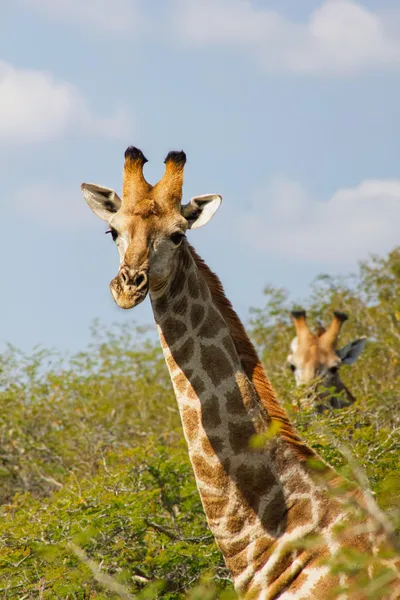 Giraffe close-up