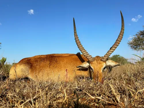 Waterbuck hunt