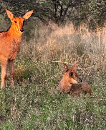 Nyala bull