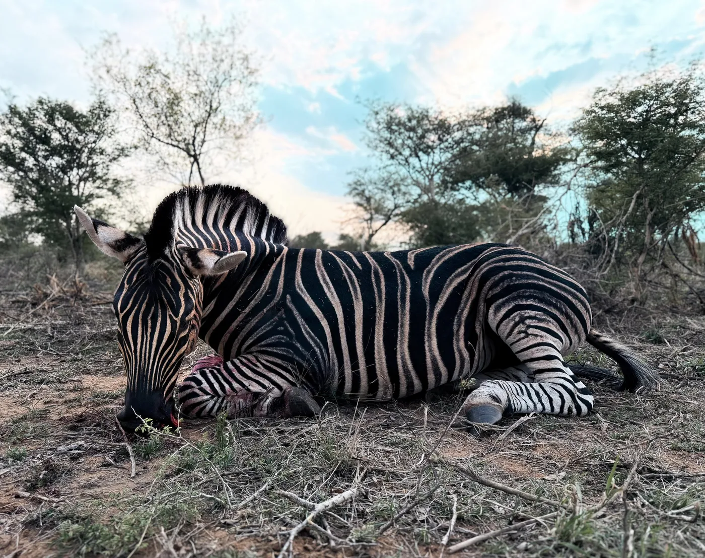 Zebra hunt