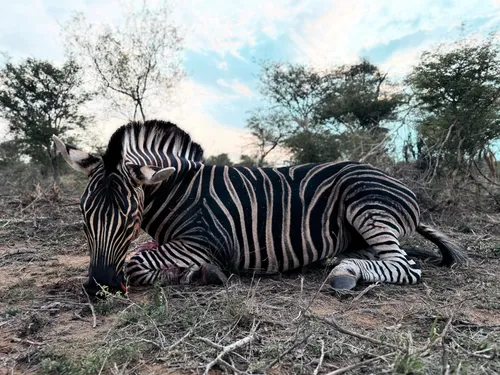 Zebra hunt