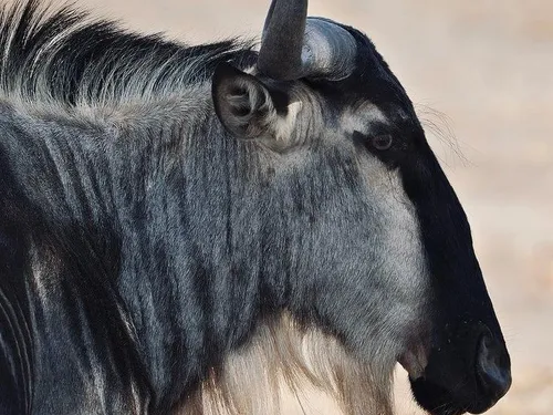 Blue wildebeest
