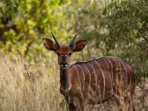 Blue wildebeest on the trail