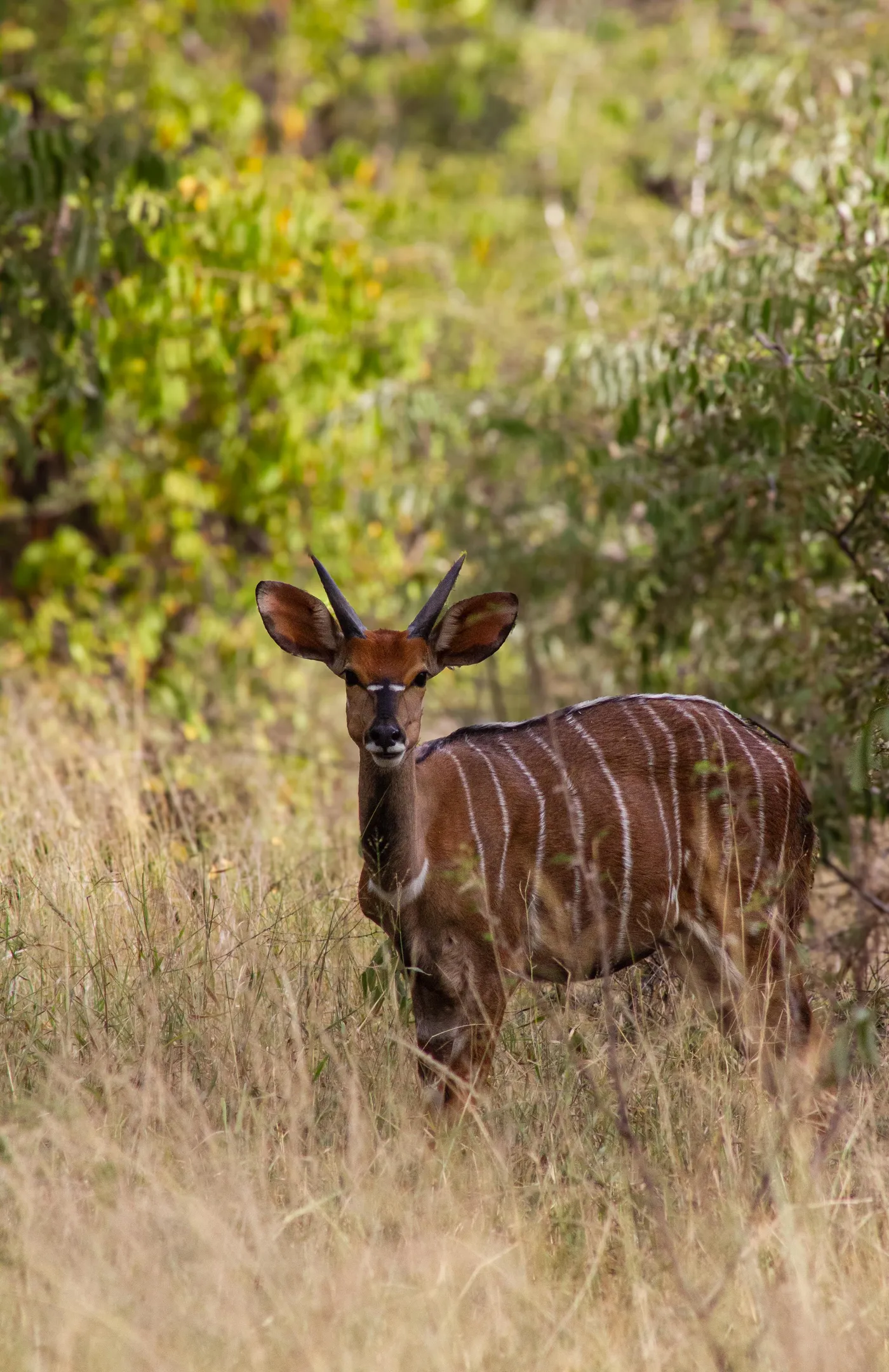 Blue wildebeest on the trail