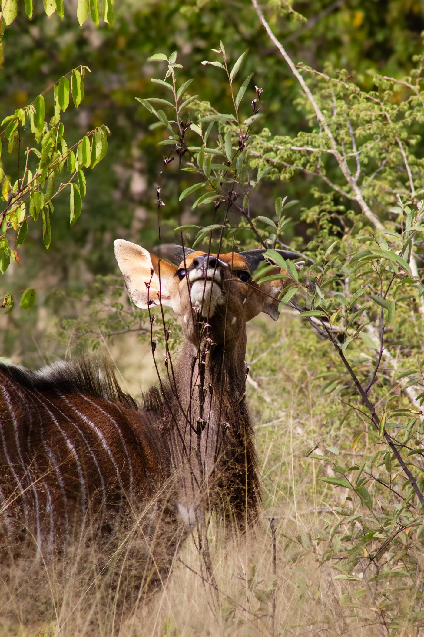 Waterbuck at the waterhole