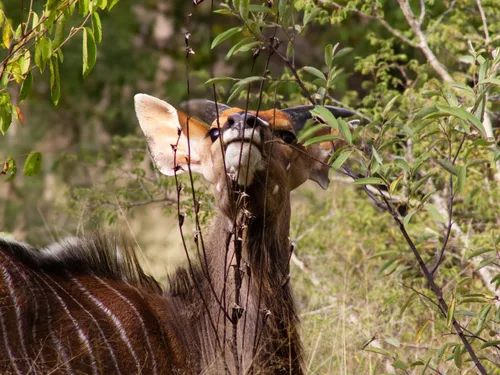 Waterbuck at the waterhole