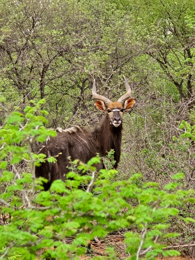 Nyala bull