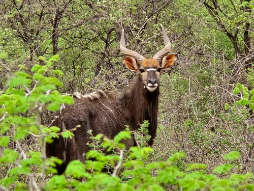 Nyala bull grazing