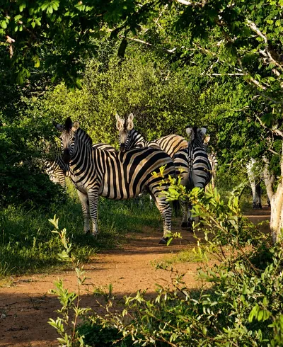 Zebras on the path