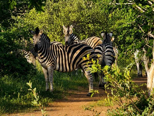 Zebra herd on the trail