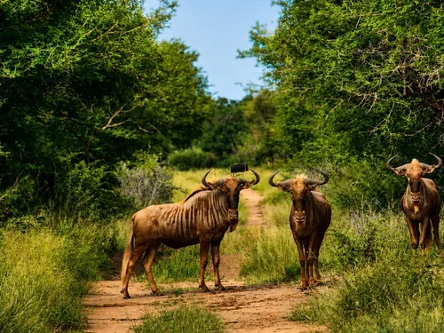 Blue wildebeest herd