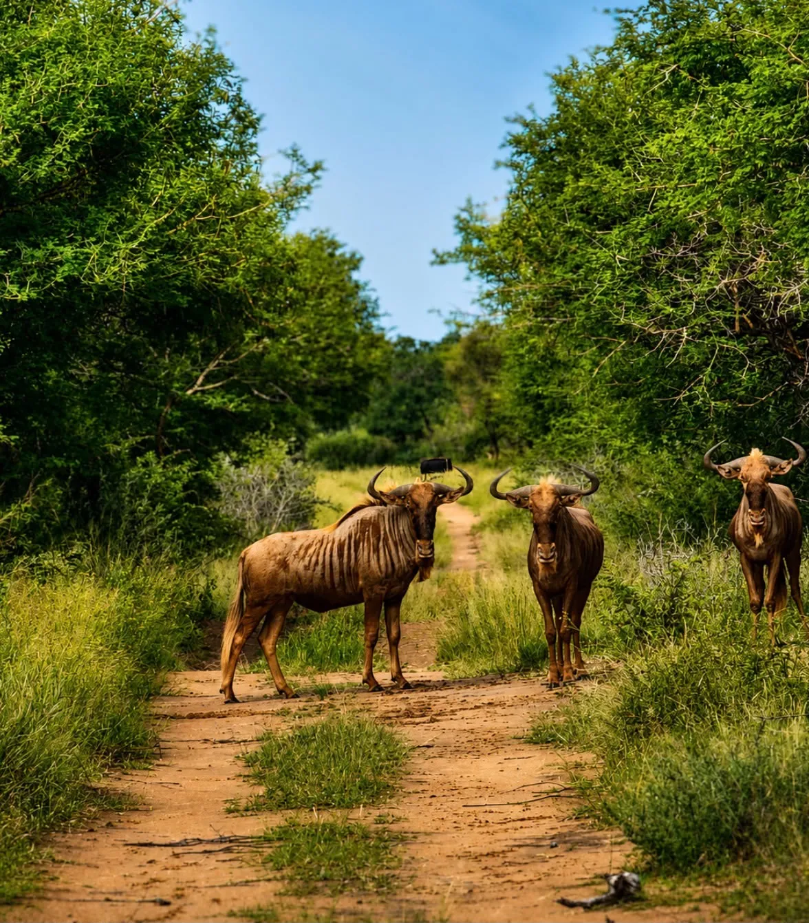 Blue wildebeest herd