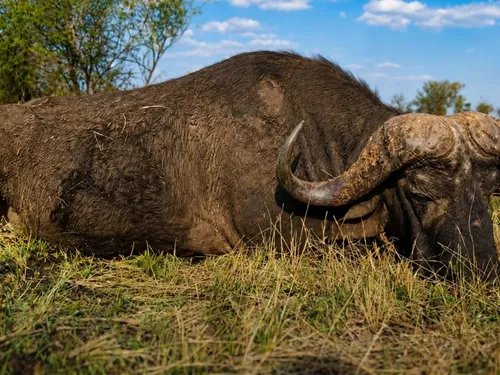 Cape buffalo hunt