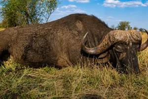 Cape Buffalo