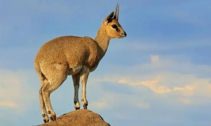 Klipspringer hunt
