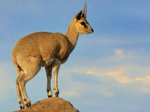 Klipspringer hunt