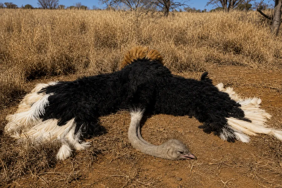 Ostrich