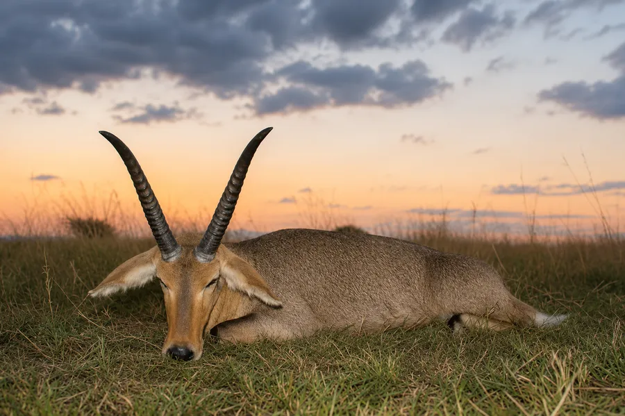 Reedbuck
