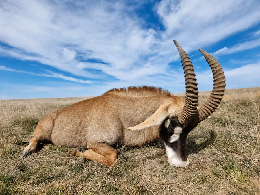 Roan Antelope