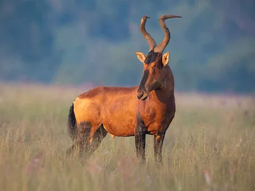 Red hartebeest hunt