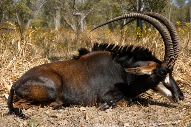 Sable & Eland Hunt