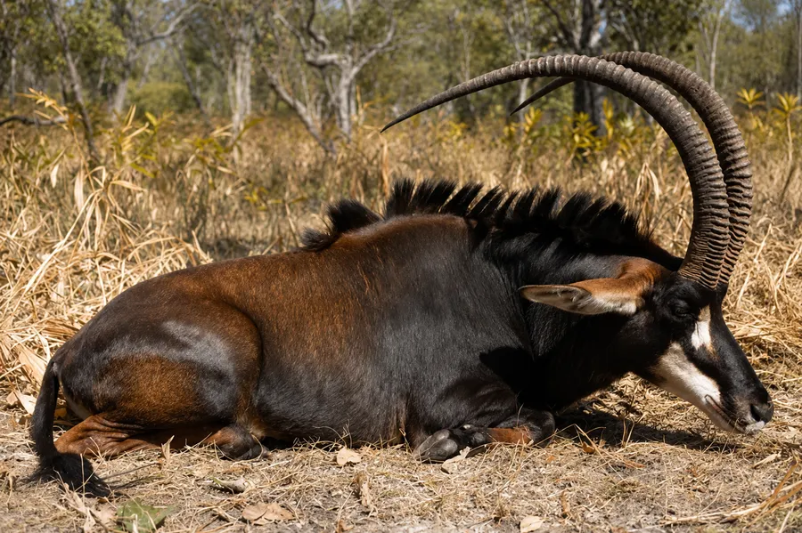 Sable