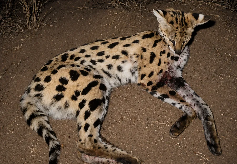 Serval