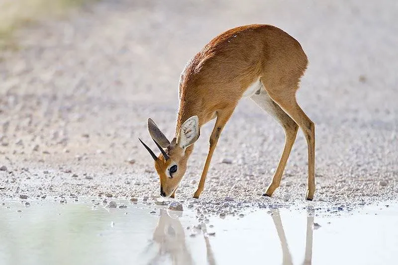 Steenbok