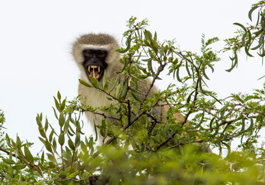 Vervet Monkey