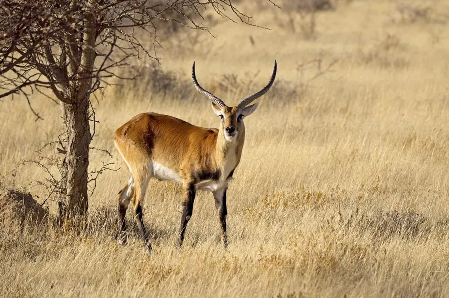 Red Lechwe