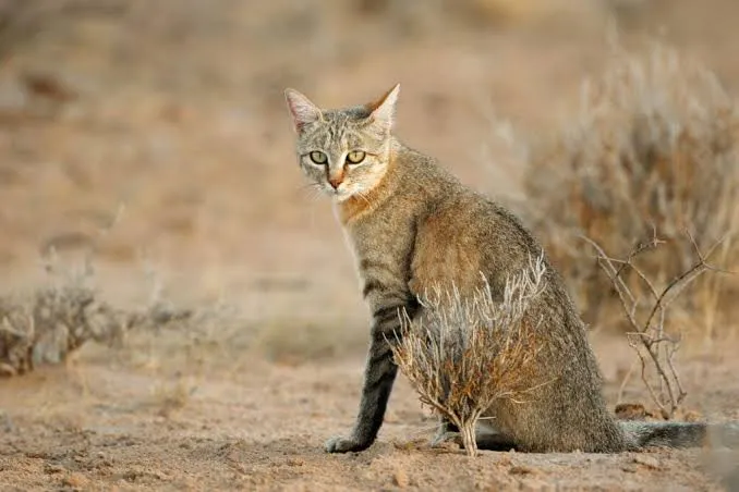 African Wild Cat